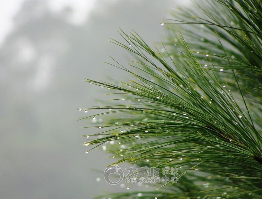 柑橘贮藏保鲜技术与步骤简介图,柑橘摘果后如何保管