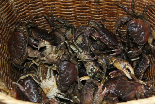 山涧小溪的“爬海”红了眼，大伯说我赶上了好时候？