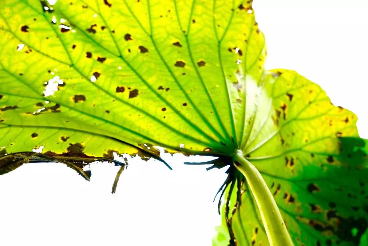 秋天的荷叶的样子,秋天的荷叶和月亮的诗句