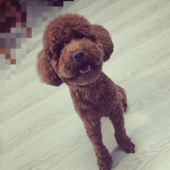 狗狗吃了螃蟹中毒了,狗狗吃了葡萄干去医院救治