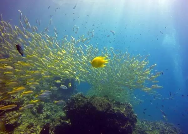 泰国沙美岛潜水有套路吗,泰国普吉岛潜水泳镜