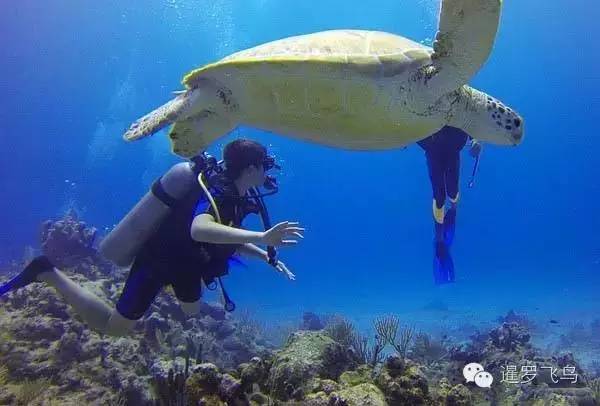 泰国沙美岛潜水有套路吗,泰国普吉岛潜水泳镜