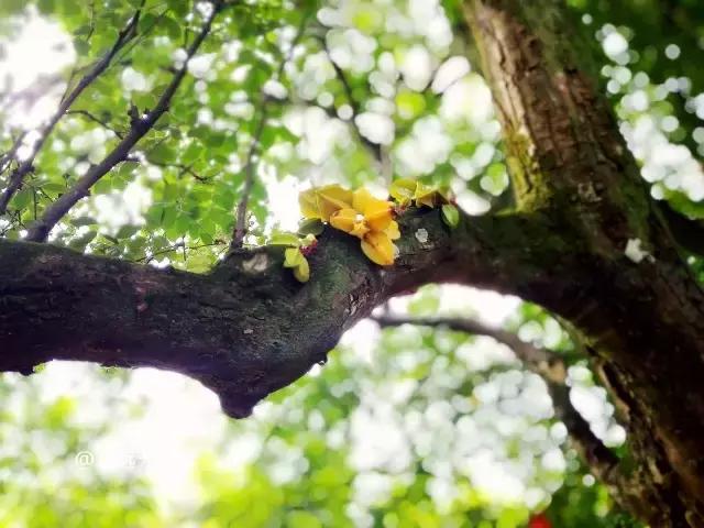 云霄县下河乡七高磜,去云霄不能错过的美食