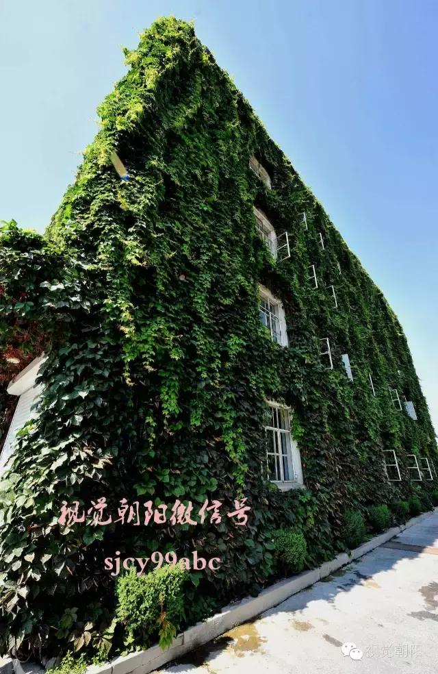 爬山虎翡翠图片大全,翡翠屏障