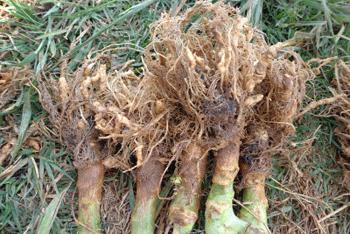 蔬菜根瘤最佳治疗方法,蔬菜根瘤病特效药