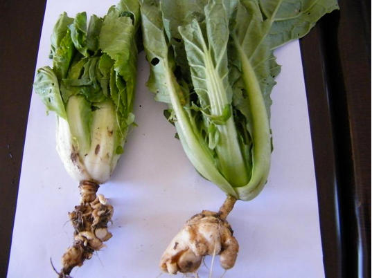 蔬菜根瘤最佳治疗方法,蔬菜根瘤病特效药