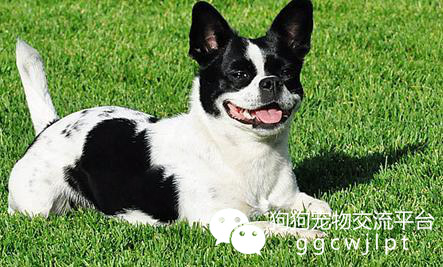 狗狗怎么看发烧没发烧,狗狗发烧了怎么办用最简单的方法