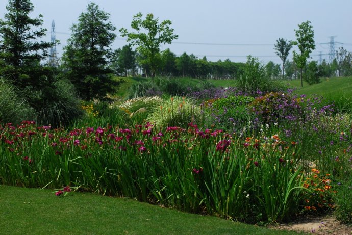辰山植物园旱溪花境,上海辰山植物园珍稀植物
