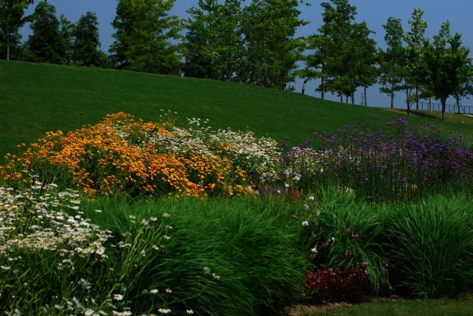 辰山植物园旱溪花境,上海辰山植物园珍稀植物