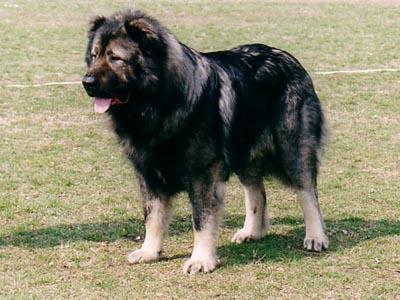 各个国家的土狗图片,20个国家土狗图片