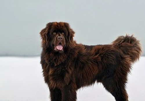 各个国家的土狗图片,20个国家土狗图片