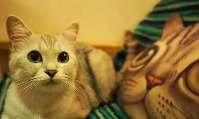 猫咪咖啡馆哪家最好,武汉有哪些猫咪咖啡厅