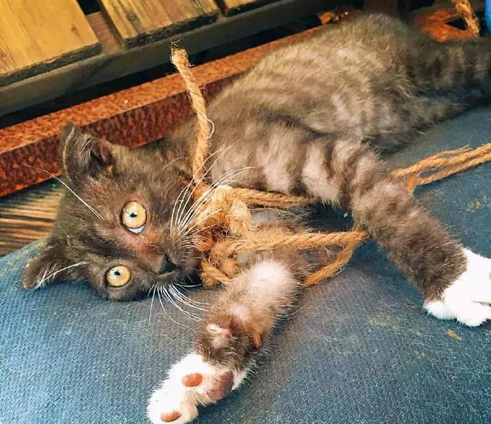 猫咪咖啡馆哪家最好,武汉有哪些猫咪咖啡厅