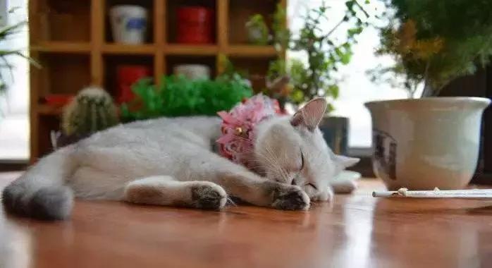 猫咪咖啡馆哪家最好,武汉有哪些猫咪咖啡厅