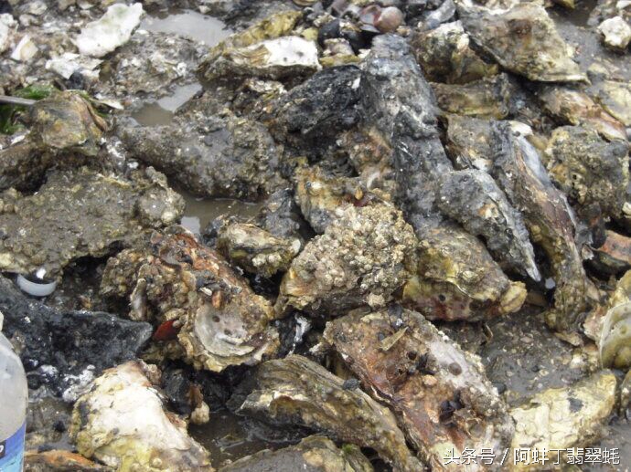 阿蚌丁牡蛎片怎么样,阿蚌丁