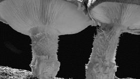 野生蘑菇是侧耳还是平菇,野生蘑菇黑的好还是白的好