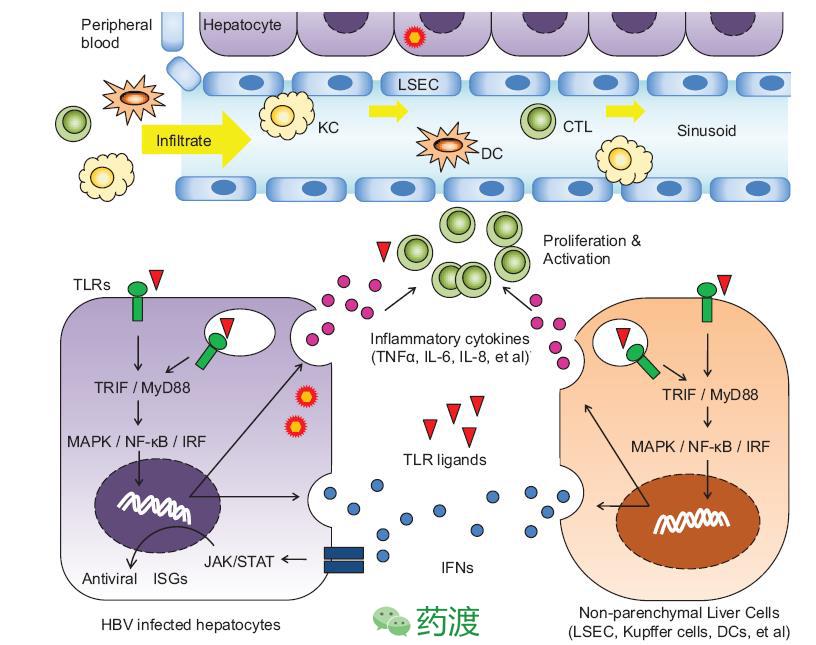 乙肝peg疗法,msc治疗乙肝