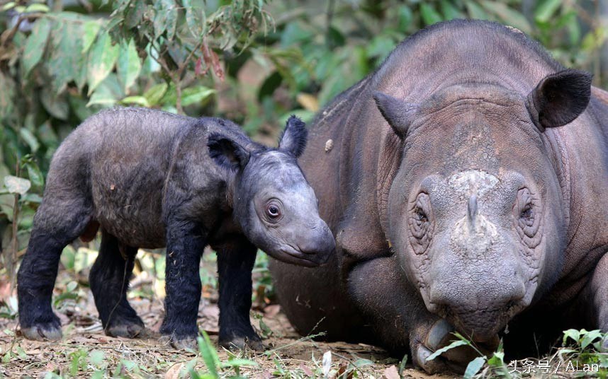 犀牛原角特征,犀牛的角的辨别标准