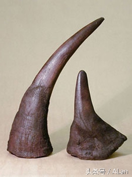 犀牛原角特征,犀牛的角的辨别标准