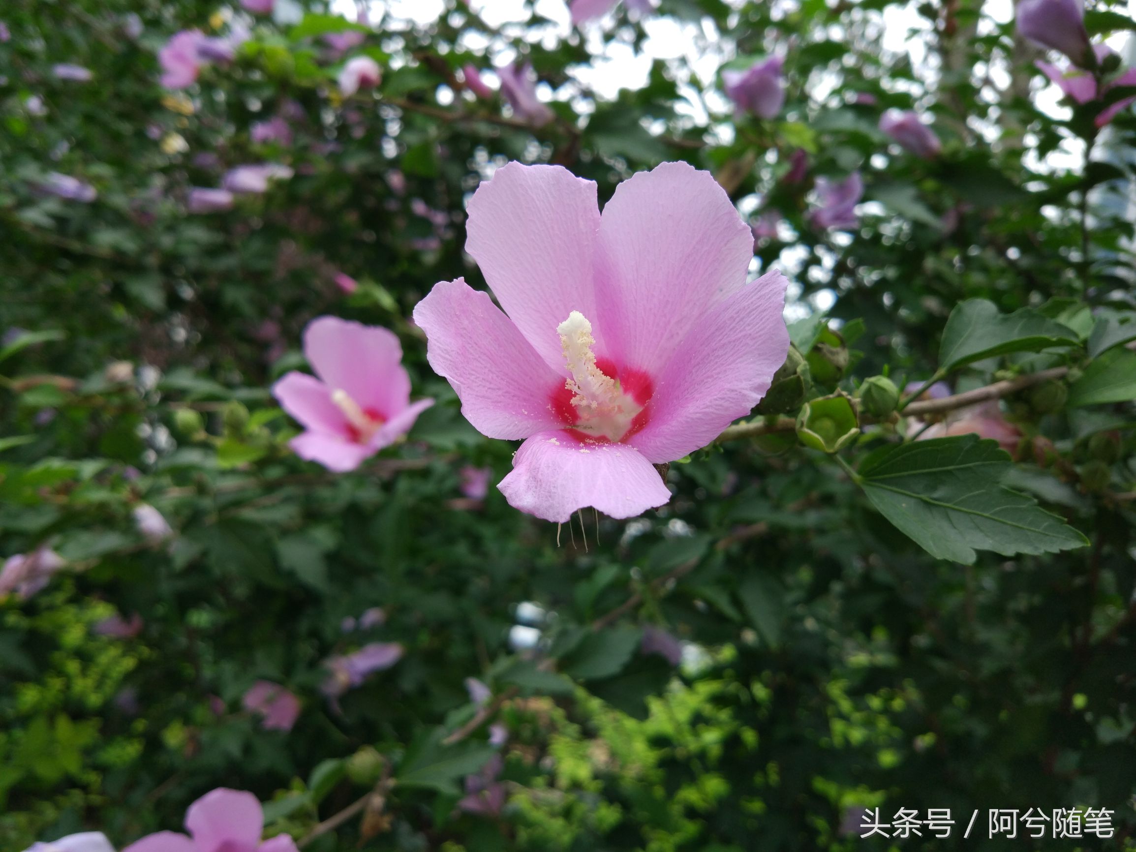 适合种植在庭院的植物大全,农村常见的植物盆栽