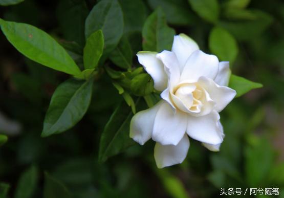 适合种植在庭院的植物大全,农村常见的植物盆栽