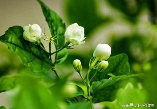 适合种植在庭院的植物大全,农村常见的植物盆栽