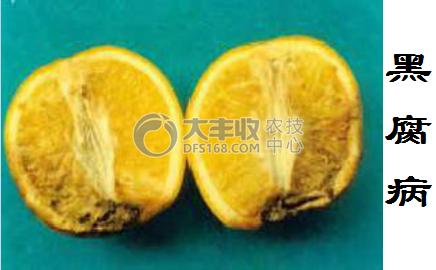 柑橘贮藏保鲜技术与步骤简介图,柑橘摘果后如何保管