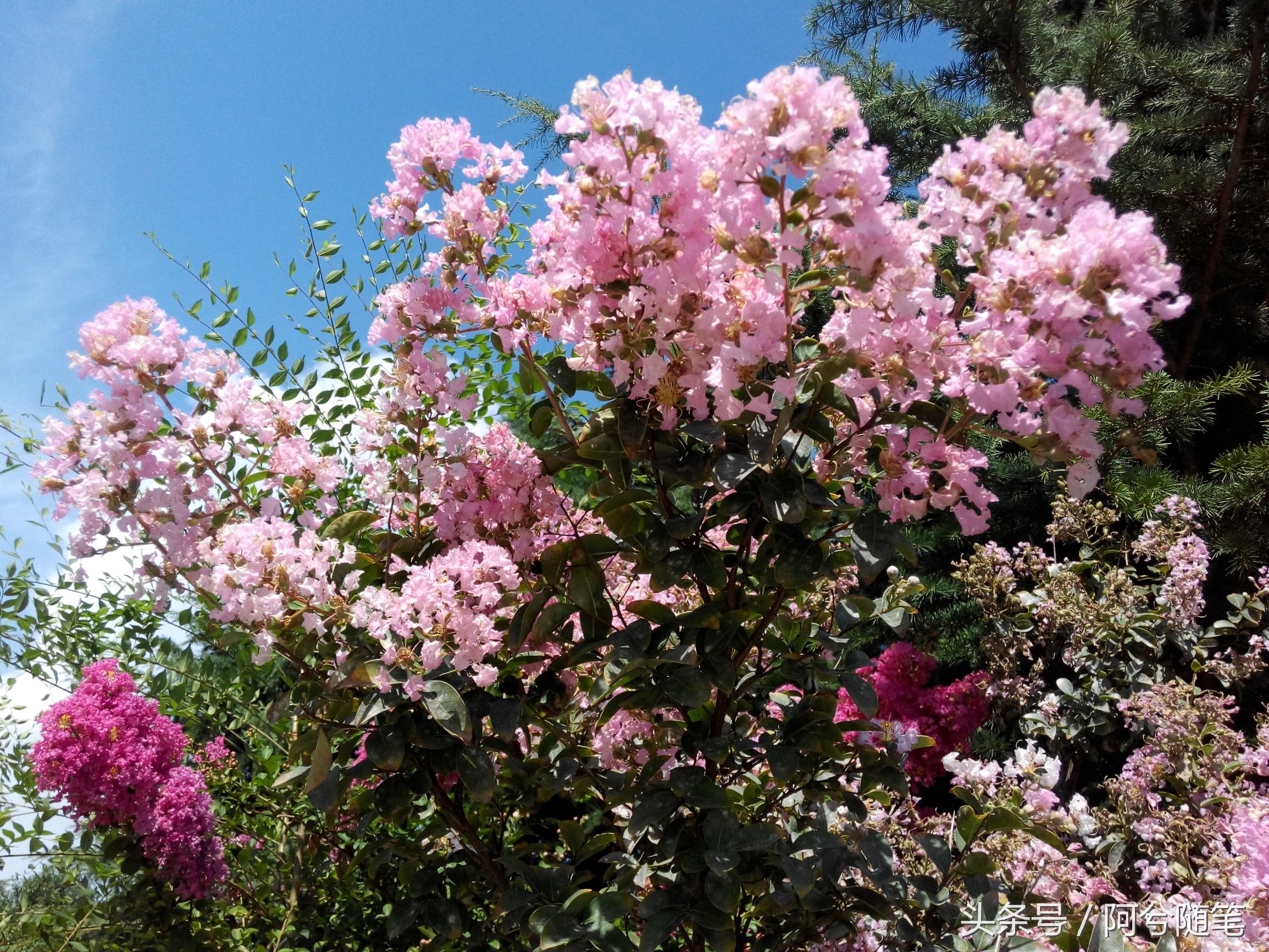 适合种植在庭院的植物大全,农村常见的植物盆栽