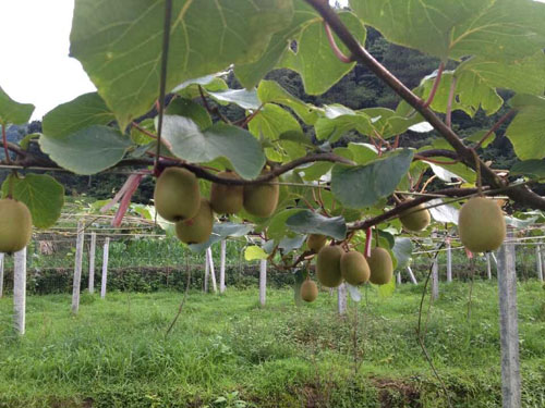 进口猕猴桃异果现阶段价格,猕猴桃在中国水果中的市场占有率