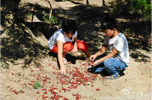 邢枣仁图片,邢枣仁是内丘的还是哪里的