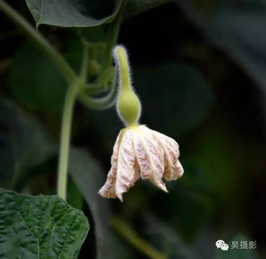 葫芦迷的“八不正瓶”