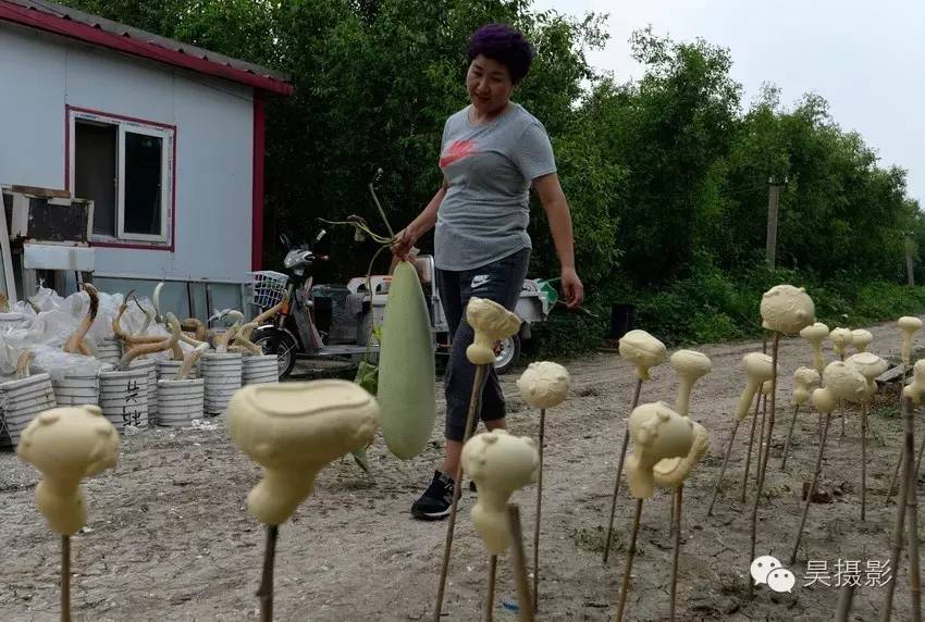 葫芦迷的“八不正瓶”