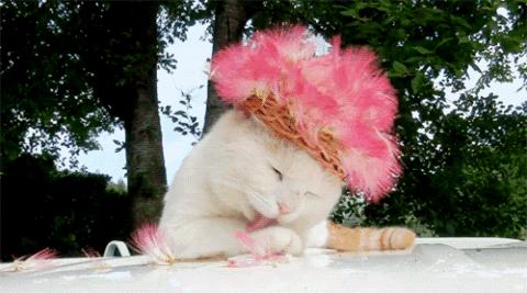 猫咪咖啡馆哪家最好,武汉有哪些猫咪咖啡厅