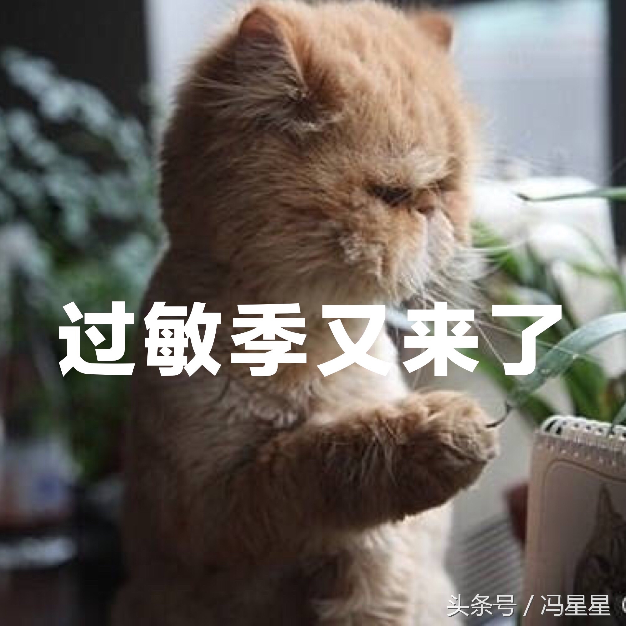 秋季干燥大作战,秋季大作战过敏