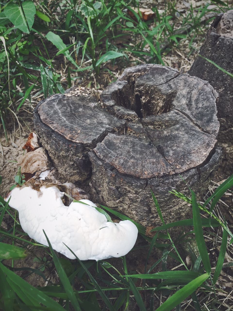 野生蘑菇是侧耳还是平菇,野生蘑菇黑的好还是白的好