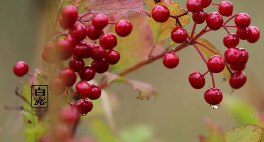 闇蹭粠浠婂鐧芥湀鏄晠涔℃槑瀵瑰簲鑺傛皵,鐧介湶鐨勮瘲鍙ラ湶浠庝粖澶滅櫧