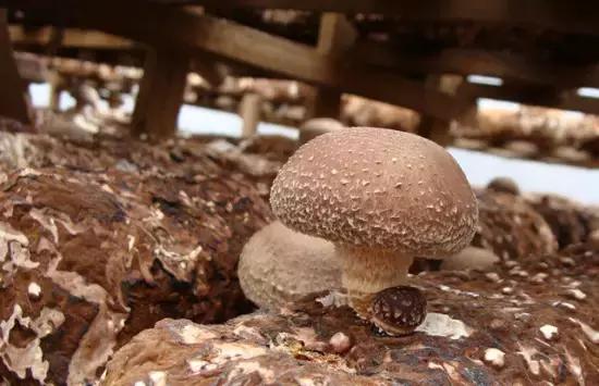 巴西男子身上莫名出现多处“鞭”痕,只因做了这件事...