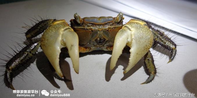 中秋适合吃什么螃蟹,中秋吃螃蟹最佳时间