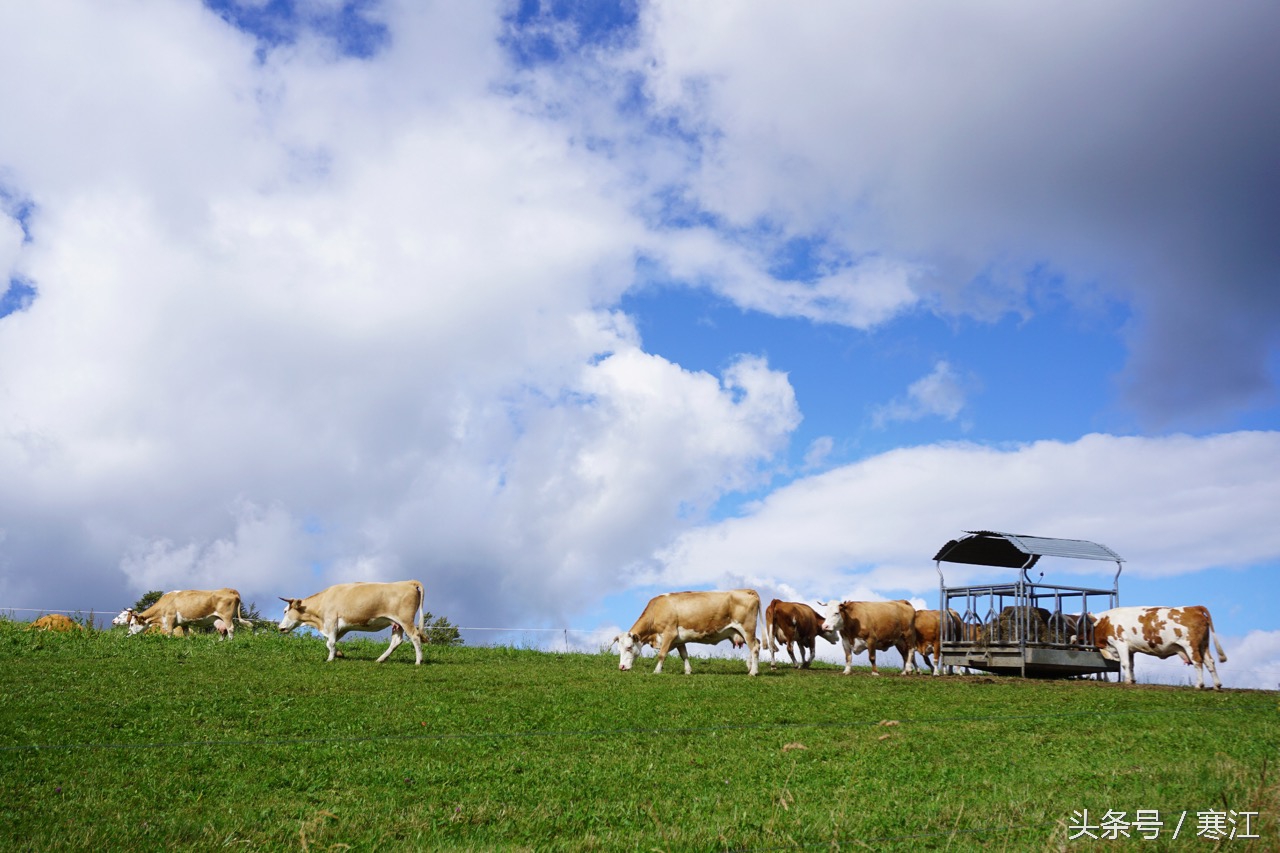 踩到黑森林的泉水，就能娶到弗莱堡的漂亮妞儿！