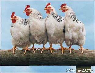 蛋鸡散养和圈养的好处,蛋鸡难养的原因