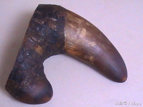 犀牛原角特征,犀牛的角的辨别标准