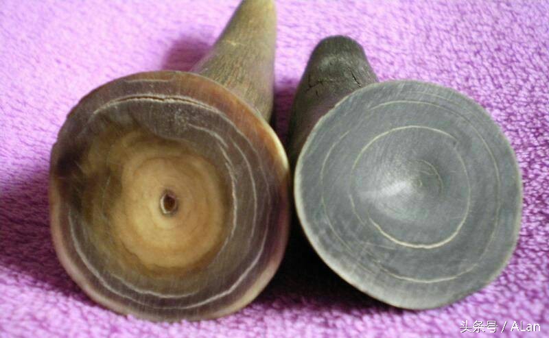 犀牛原角特征,犀牛的角的辨别标准