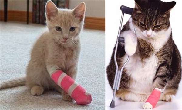 为了让弯曲的鸟爪恢复正常，灵机一动的他们想出这个小妙招