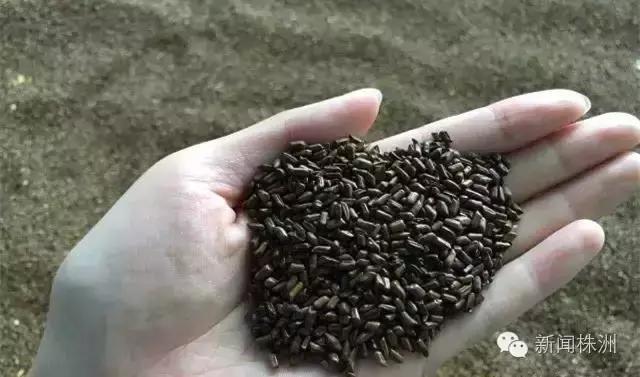 7岁女童沙坑玩出妇科炎症？！