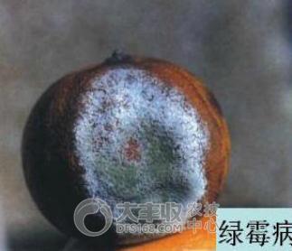 柑橘贮藏保鲜技术与步骤简介图,柑橘摘果后如何保管