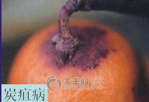 柑橘贮藏保鲜技术与步骤简介图,柑橘摘果后如何保管