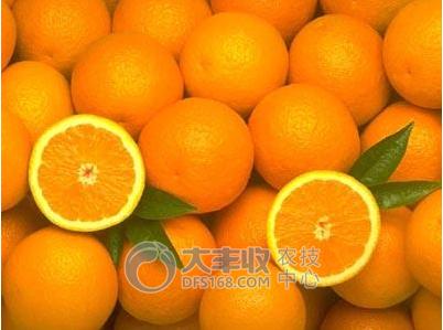 柑橘贮藏保鲜技术与步骤简介图,柑橘摘果后如何保管