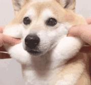 请把iphon7调为静音模式，以下信息量太大~