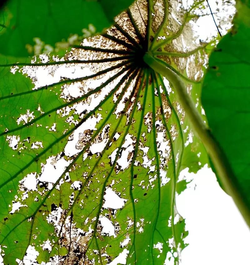 秋天的荷叶的样子,秋天的荷叶和月亮的诗句