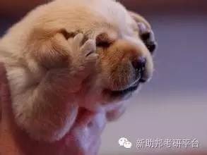 保研到底好还是不好,保研难吗有多难